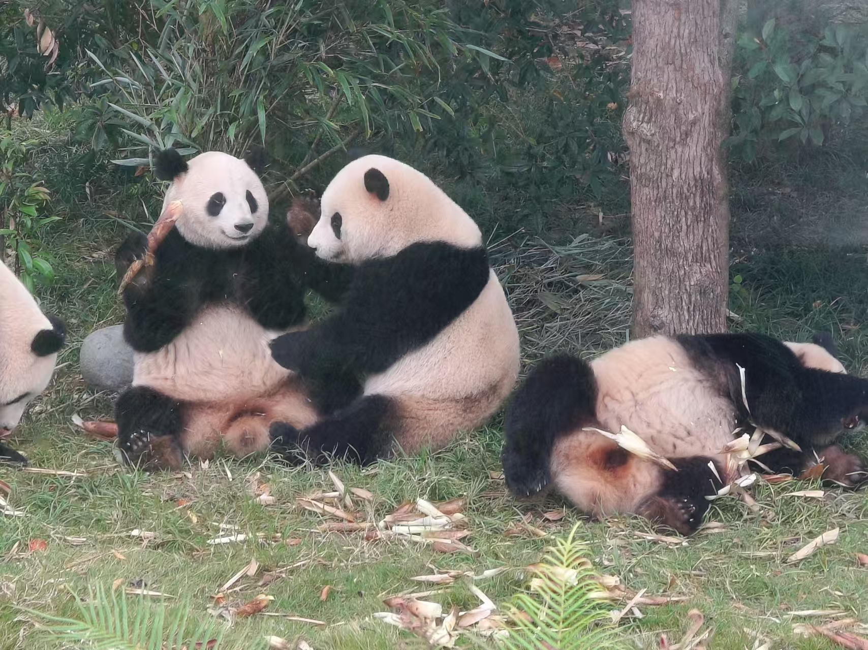 成都·大熊猫基地